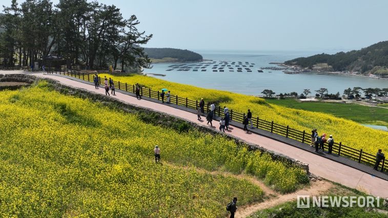 유채꽃이 만개한 청산도 슬로길 전경