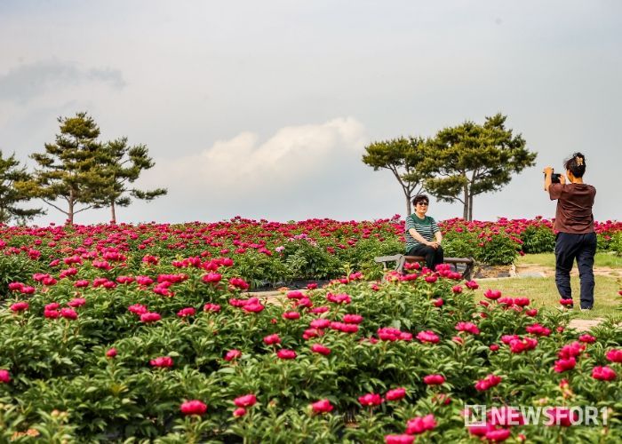 작약꽃 만개, 의성 조문국사적지로 놀러오세요!