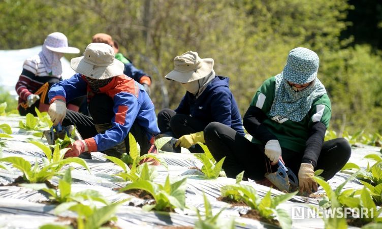 외국인 계절 근로자
