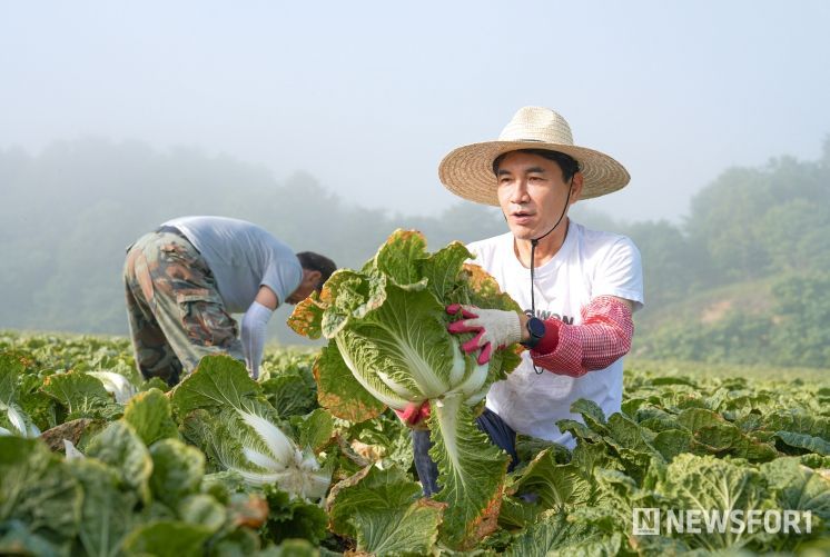 도민속으로, 고랭지배추 수확(김진태 도지사 - 평창 고랭지배추밭)