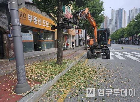 가로수 은행 열매, 신청하고 주워가세요