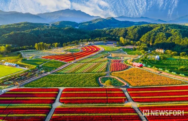 2025 가을, 고석정 꽃밭 화려한 계절의 마침표 찍다